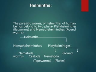 The parasitic worms, or helminths, of human
beings belong to two phyla- Platyhelminthes
(flatworms) and Nemathehelminthes (Round
worms).
Helminths
Nemathehelminthes Platyhelminthes
Nematoda (Round
worms) Cestoda Trematoda
(Tapeworms) (Flukes)
Helminths:
 