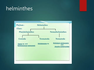 helminthes
 