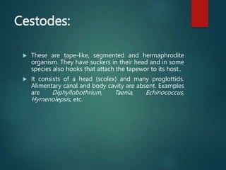 Cestodes:
 These are tape-like, segmented and hermaphrodite
organism. They have suckers in their head and in some
species also hooks that attach the tapewor to its host..
 It consists of a head (scolex) and many proglottids.
Alimentary canal and body cavity are absent. Examples
are Diphyllobothrium, Taenia, Echinococcus,
Hymenolepsis, etc.
 