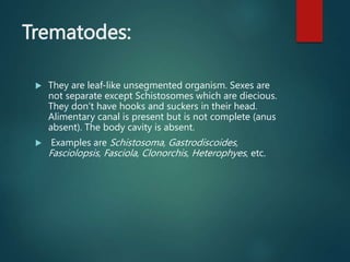 Trematodes:
 They are leaf-like unsegmented organism. Sexes are
not separate except Schistosomes which are diecious.
They don’t have hooks and suckers in their head.
Alimentary canal is present but is not complete (anus
absent). The body cavity is absent.
 Examples are Schistosoma, Gastrodiscoides,
Fasciolopsis, Fasciola, Clonorchis, Heterophyes, etc.
 