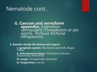 Nematode cont..
ii. Caecum and vermiform
appendix: Enterobius
vermicularis (Threadworm or pin
worm), Trichuris trichuria
(Whipworm).
2. Somatic (inside the tissues and organs)
i. Lymphatic system: Wuchereria bancrofti, Brugia
malayi
ii. Subcutaneous tissue: Onchocerca volvulus,
Dracunculus medinensis
iii. Lungs: Strongyloides stercoralis
iv. Conjunctiva: Loa loa
 