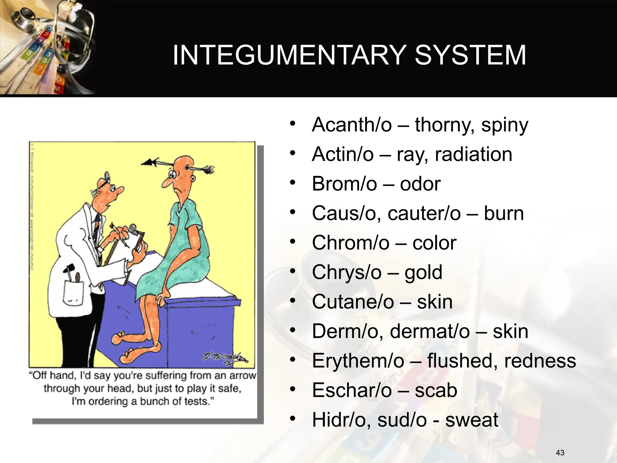 INTEGUMENTARY SYSTEM
• Acanth/o – thorny, spiny
• Actin/o – ray, radiation
• Brom/o – odor
• Caus/o, cauter/o – burn
• Chrom/o – color
• Chrys/o – gold
• Cutane/o – skin
• Derm/o, dermat/o – skin
• Erythem/o – flushed, redness
• Eschar/o – scab
• Hidr/o, sud/o - sweat
43
43
 