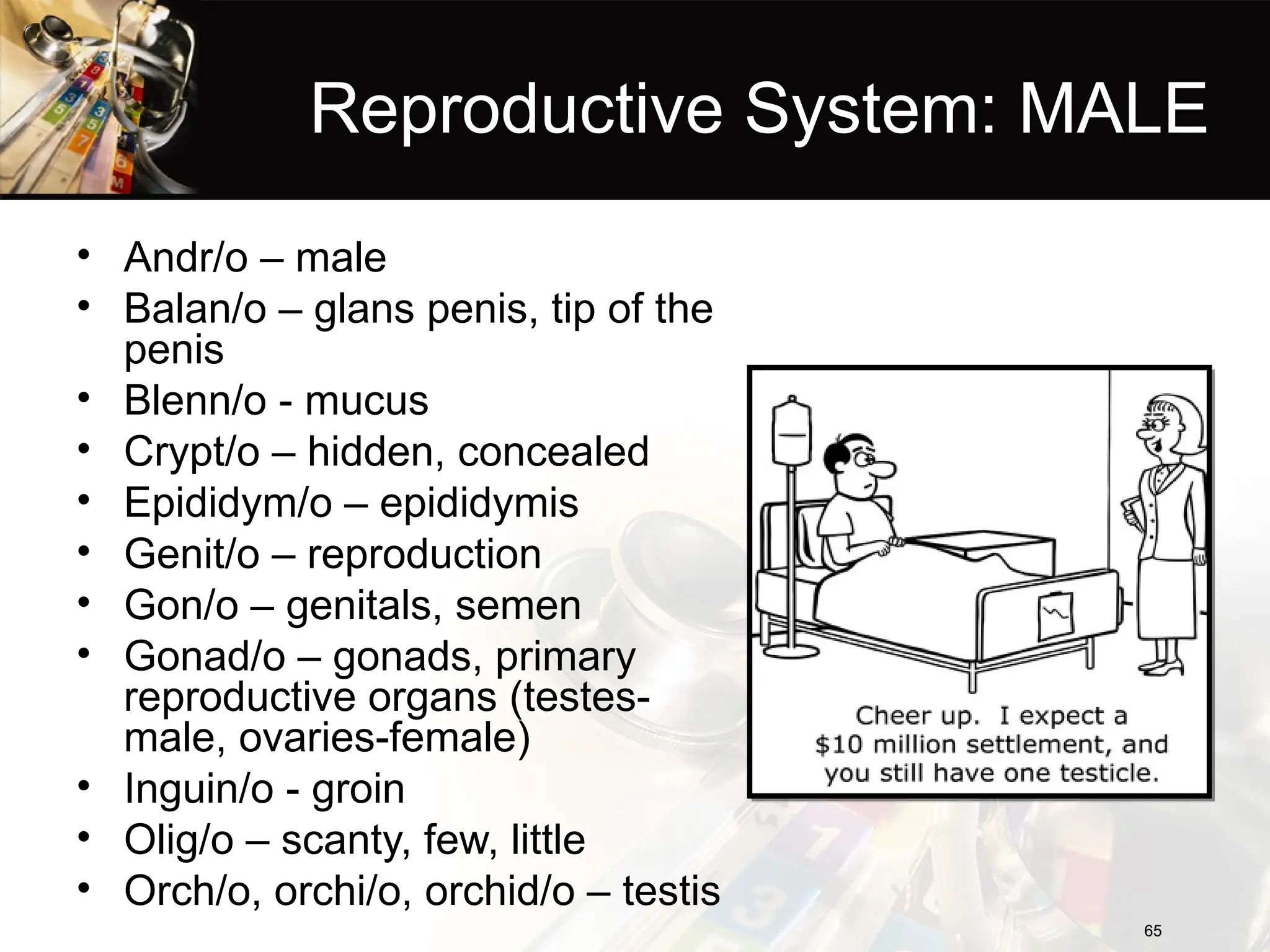 Reproductive System: MALE
• Andr/o – male
• Balan/o – glans penis, tip of the
penis
• Blenn/o - mucus
• Crypt/o – hidden, concealed
• Epididym/o – epididymis
• Genit/o – reproduction
• Gon/o – genitals, semen
• Gonad/o – gonads, primary
reproductive organs (testes-
male, ovaries-female)
• Inguin/o - groin
• Olig/o – scanty, few, little
• Orch/o, orchi/o, orchid/o – testis
65
65
 