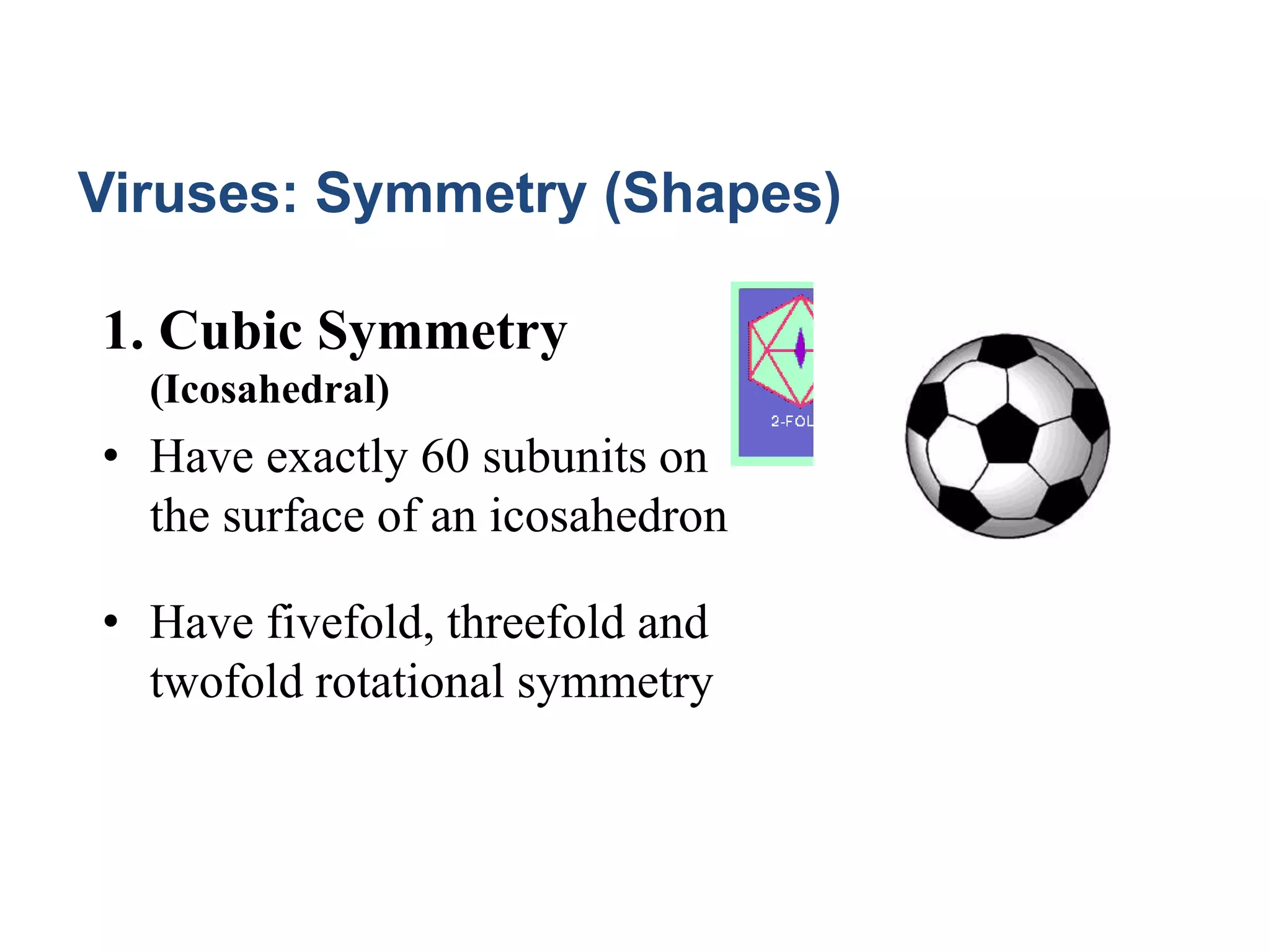 1. Cubic Symmetry
(Icosahedral)
• Have exactly 60 subunits on
the surface of an icosahedron
• Have fivefold, threefold and
twofold rotational symmetry
Viruses: Symmetry (Shapes)
 