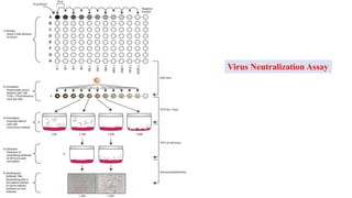 Neutralisation Virus Introduction to medical virology | PPTX