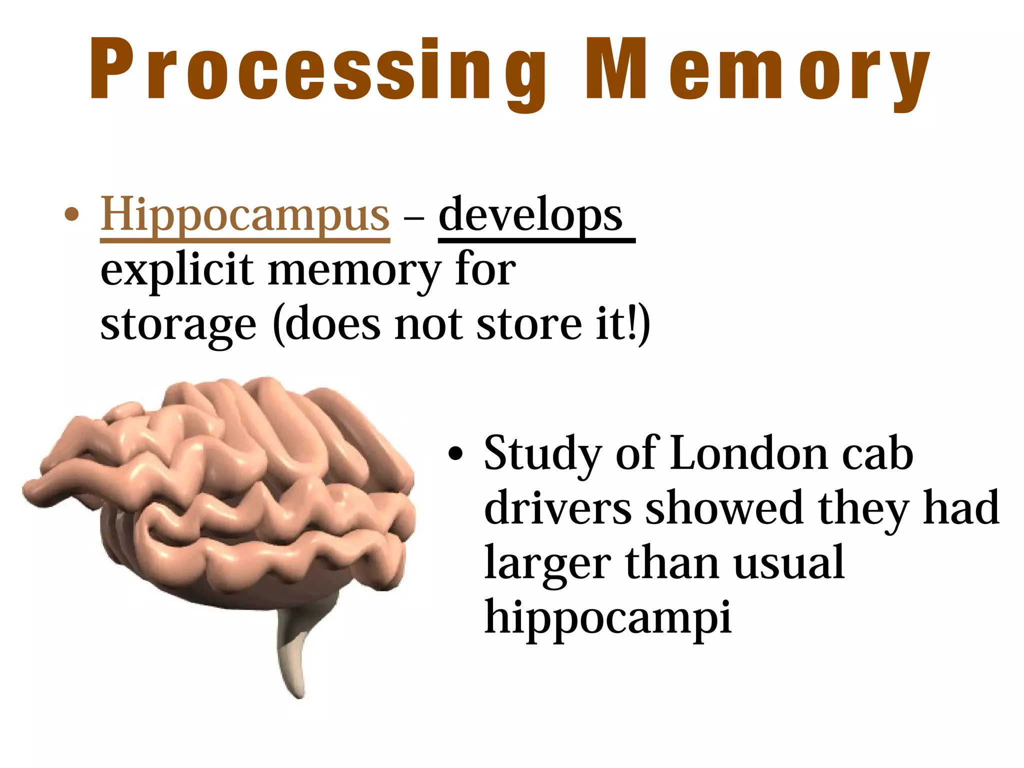 Processing M em ory
• Hippocampus – develops
explicit memory for
storage (does not store it!)
• Study of London cab
drivers showed they had
larger than usual
hippocampi
 