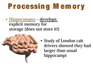 Processing M em ory
• Hippocampus – develops
explicit memory for
storage (does not store it!)
• Study of London cab
drivers showed they had
larger than usual
hippocampi
 