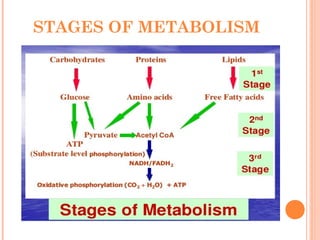 STAGES OF METABOLISM
 