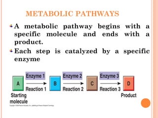 METABOLIC PATHWAYS
A metabolic pathway begins with a
specific molecule and ends with a
product.
Each step is catalyzed by a specific
enzyme
 