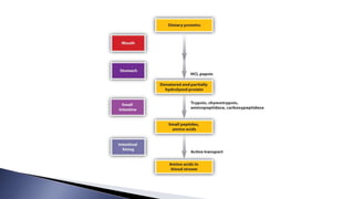 INTRODUCTION TO METABOLISM OF PROTEIN AND AMINO ACIDS | PPTX