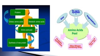 INTRODUCTION TO METABOLISM OF PROTEIN AND AMINO ACIDS | PPTX