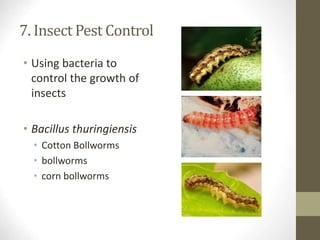 7. Insect Pest Control
• Using bacteria to
control the growth of
insects
• Bacillus thuringiensis
• Cotton Bollworms
• bollworms
• corn bollworms
 