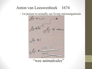 Anton van Leeuwenhoek 1674
- 1st person to actually see living microorganisms
“wee animalcules”
 