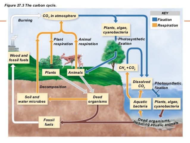 Introduction to microbiology