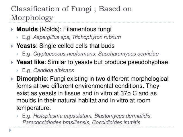 Bacteria Vs Fungi Definition 21 Major Differences Examples