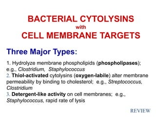 BACTERIAL CYTOLYSINS
with
CELL MEMBRANE TARGETS
Three Major Types:
1. Hydrolyze membrane phospholipids (phospholipases);
e.g., Clostridium, Staphylococcus
2. Thiol-activated cytolysins (oxygen-labile) alter membrane
permeability by binding to cholesterol; e.g., Streptococcus,
Clostridium
3. Detergent-like activity on cell membranes; e.g.,
Staphylococcus, rapid rate of lysis
REVIEW
 
