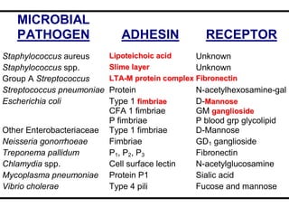 MICROBIAL
PATHOGEN ADHESIN RECEPTOR
Staphylococcus aureus L
Li
ip
po
ot
te
ei
ic
ch
ho
oi
ic
c a
ac
ci
id
d Unknown
Staphylococcus spp. S
Sl
li
im
me
e l
la
ay
ye
er
r Unknown
Group A Streptococcus L
LT
TA
A-
-M
M p
pr
ro
ot
te
ei
in
n c
co
om
mp
pl
le
ex
x F
Fi
ib
br
ro
on
ne
ec
ct
ti
in
n
Streptococcus pneumoniae Protein N-acetylhexosamine-gal
Escherichia coli Type 1 f
fi
im
mb
br
ri
ia
ae
e
CFA 1 fimbriae
P fimbriae
D-M
Ma
an
nn
no
os
se
e
GM g
ga
an
ng
gl
li
io
os
si
id
de
e
P blood grp glycolipid
Other Enterobacteriaceae Type 1 fimbriae D-Mannose
Neisseria gonorrhoeae Fimbriae GD1 ganglioside
Treponema pallidum P1, P2, P3 Fibronectin
Chlamydia spp. Cell surface lectin N-acetylglucosamine
Mycoplasma pneumoniae Protein P1 Sialic acid
Vibrio cholerae Type 4 pili Fucose and mannose
 