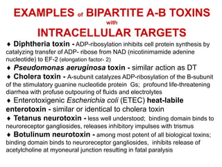 EXAMPLES of BIPARTITE A-B TOXINS
with
INTRACELLULAR TARGETS
 Diphtheria toxin - ADP-ribosylation inhibits cell protein synthesis by
catalyzing transfer of ADP- ribose from NAD (nicotinimamide adenine
nucleotide) to EF-2 (elongation factor- 2)
 Pseudomonas aeruginosa toxin - similar action as DT
 Cholera toxin - A-subunit catalyzes ADP-ribosylation of the B-subunit
of the stimulatory guanine nucleotide protein Gs; profound life-threatening
diarrhea with profuse outpouring of fluids and electrolytes
 Enterotoxigenic Escherichia coli (ETEC) heat-labile
enterotoxin - similar or identical to cholera toxin
 Tetanus neurotoxin - less well understood; binding domain binds to
neuroreceptor gangliosides, releases inhibitory impulses with trismus
 Botulinum neurotoxin - among most potent of all biological toxins;
binding domain binds to neuroreceptor gangliosides, inhibits release of
acetylcholine at myoneural junction resulting in fatal paralysis
 