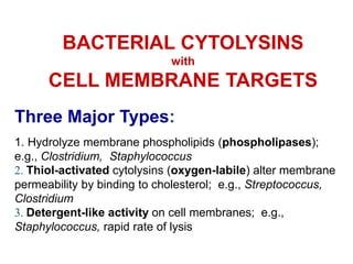 BACTERIAL CYTOLYSINS
with
CELL MEMBRANE TARGETS
Three Major Types:
1. Hydrolyze membrane phospholipids (phospholipases);
e.g., Clostridium, Staphylococcus
2. Thiol-activated cytolysins (oxygen-labile) alter membrane
permeability by binding to cholesterol; e.g., Streptococcus,
Clostridium
3. Detergent-like activity on cell membranes; e.g.,
Staphylococcus, rapid rate of lysis
 