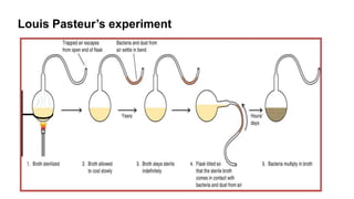 Louis Pasteur’s experiment
 