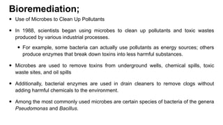 Bioremediation;
 Use of Microbes to Clean Up Pollutants
 In 1988, scientists began using microbes to clean up pollutants and toxic wastes
produced by various industrial processes.
 For example, some bacteria can actually use pollutants as energy sources; others
produce enzymes that break down toxins into less harmful substances.
 Microbes are used to remove toxins from underground wells, chemical spills, toxic
waste sites, and oil spills
 Additionally, bacterial enzymes are used in drain cleaners to remove clogs without
adding harmful chemicals to the environment.
 Among the most commonly used microbes are certain species of bacteria of the genera
Pseudomonas and Bacillus.
 