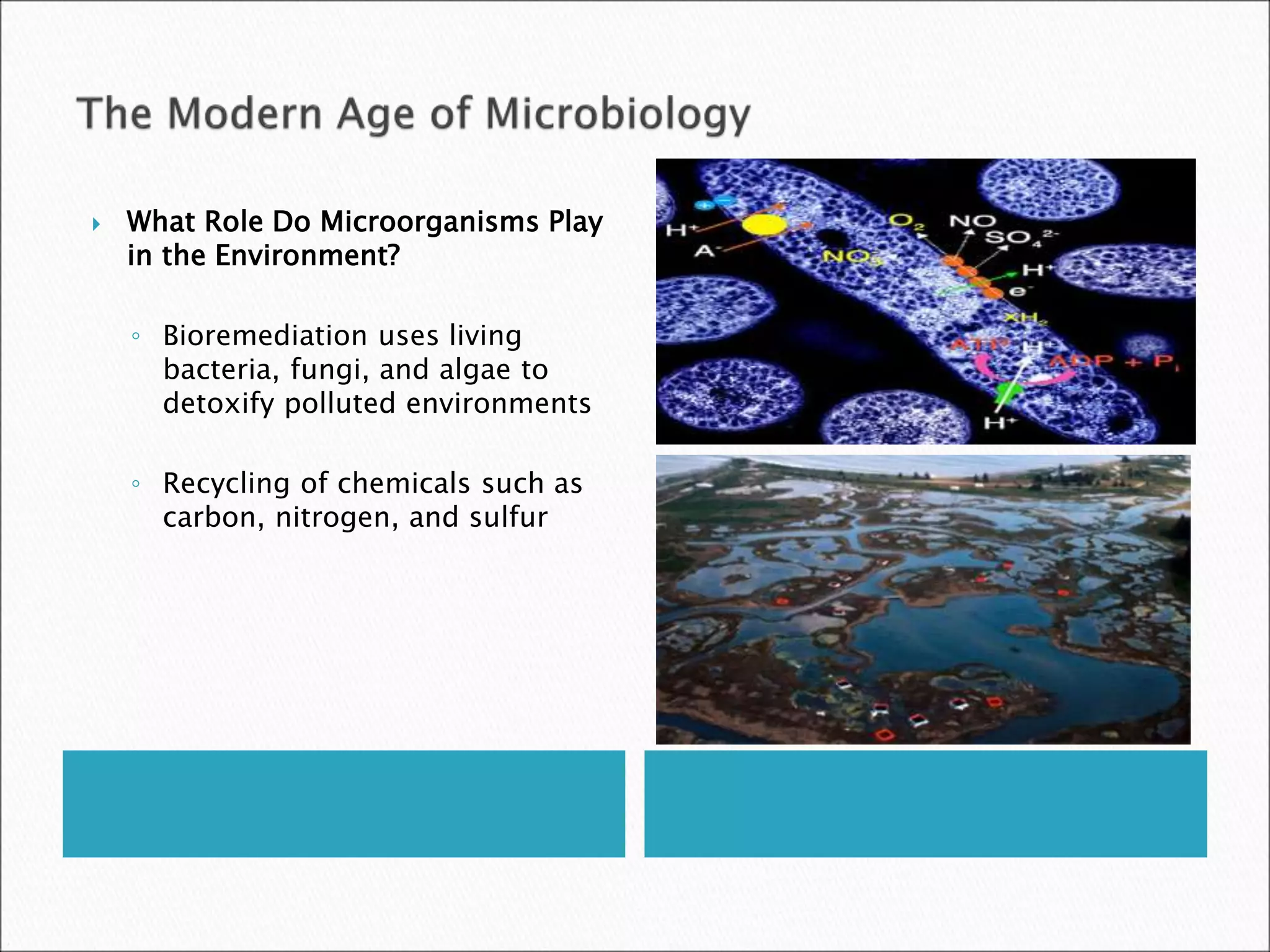  What Role Do Microorganisms Play
in the Environment?
◦ Bioremediation uses living
bacteria, fungi, and algae to
detoxify polluted environments
◦ Recycling of chemicals such as
carbon, nitrogen, and sulfur
 