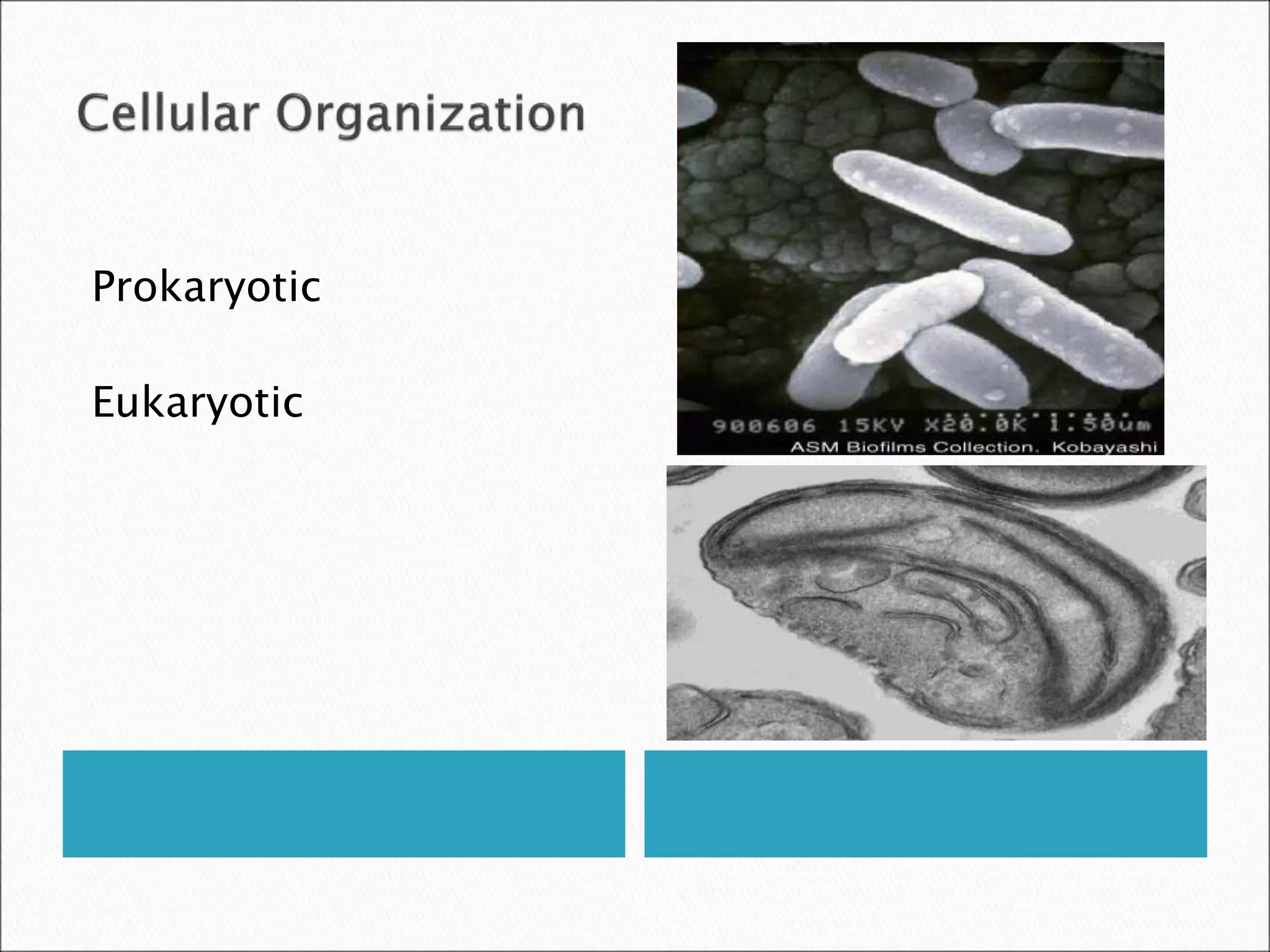 Prokaryotic
Eukaryotic
 