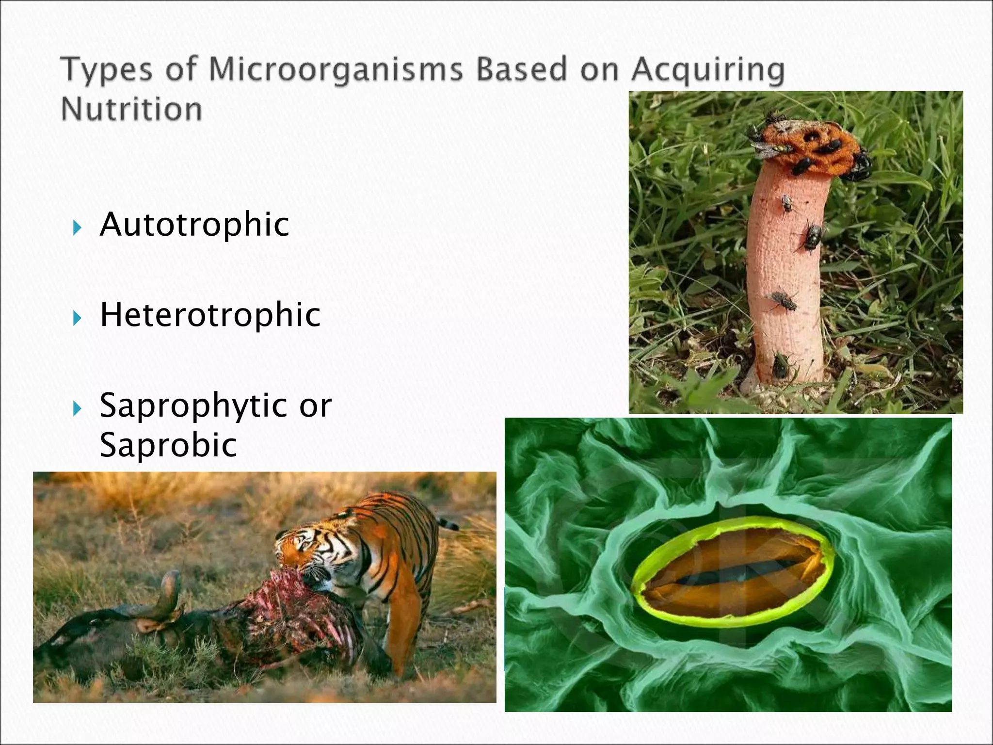  Autotrophic
 Heterotrophic
 Saprophytic or
Saprobic
 
