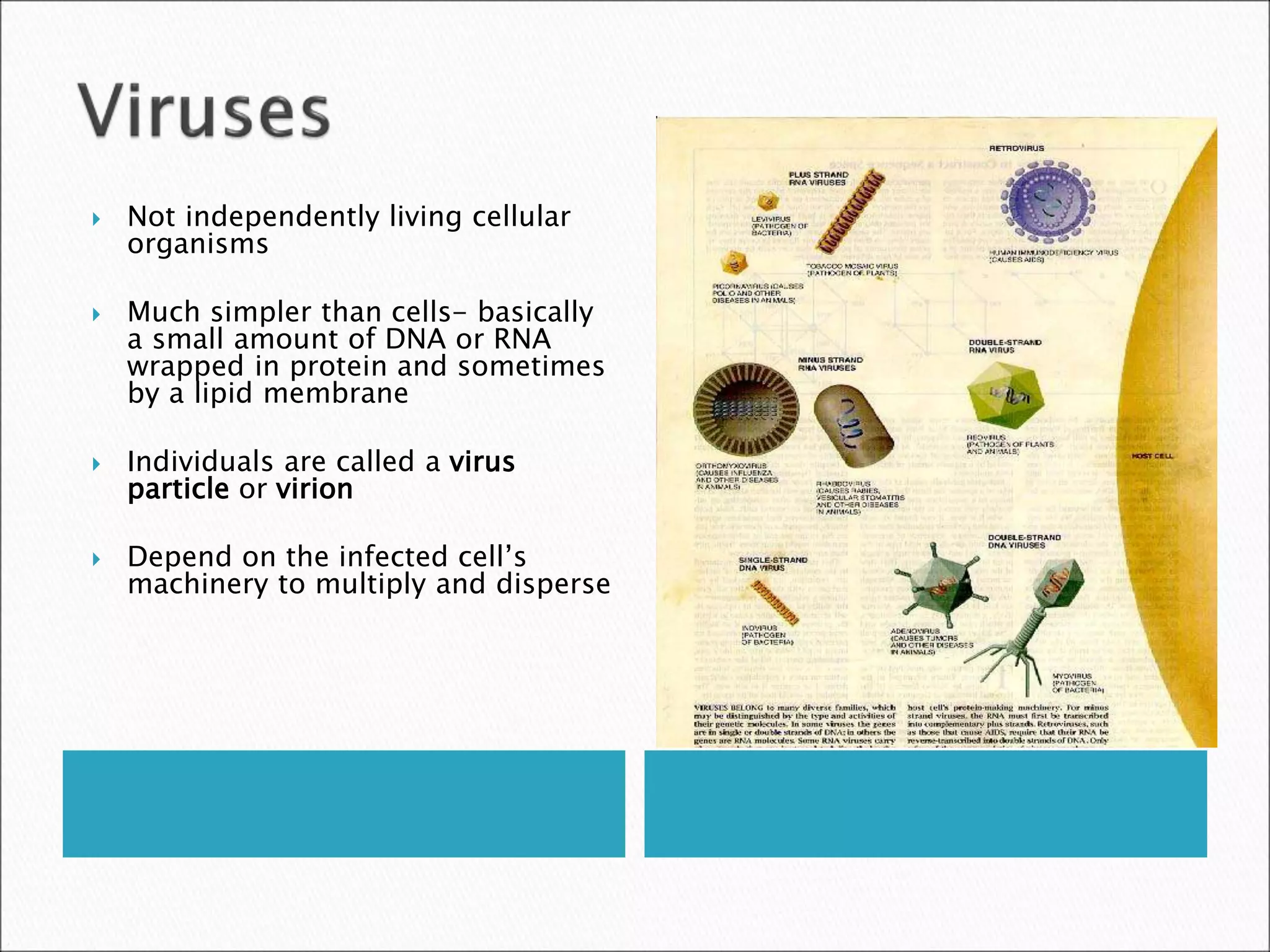  Not independently living cellular
organisms
 Much simpler than cells- basically
a small amount of DNA or RNA
wrapped in protein and sometimes
by a lipid membrane
 Individuals are called a virus
particle or virion
 Depend on the infected cell’s
machinery to multiply and disperse
 