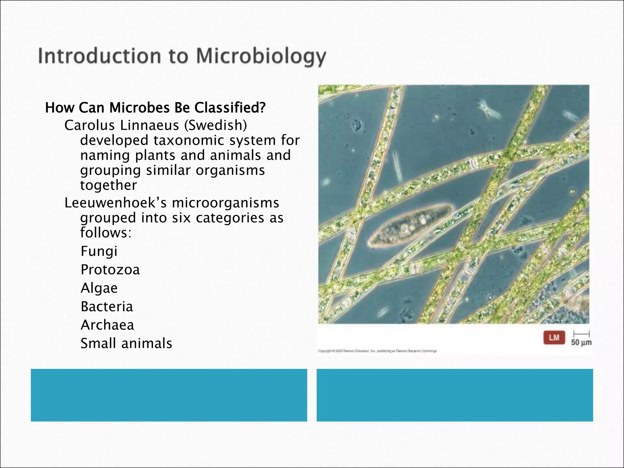 How Can Microbes Be Classified?
Carolus Linnaeus (Swedish)
developed taxonomic system for
naming plants and animals and
grouping similar organisms
together
Leeuwenhoek’s microorganisms
grouped into six categories as
follows:
Fungi
Protozoa
Algae
Bacteria
Archaea
Small animals
 