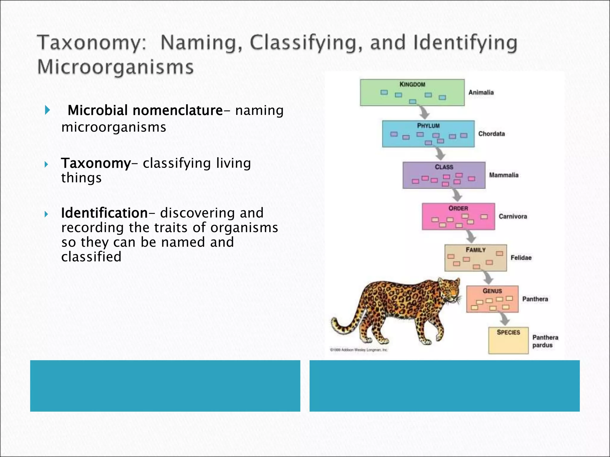  Microbial nomenclature- naming
microorganisms
 Taxonomy- classifying living
things
 Identification- discovering and
recording the traits of organisms
so they can be named and
classified
 
