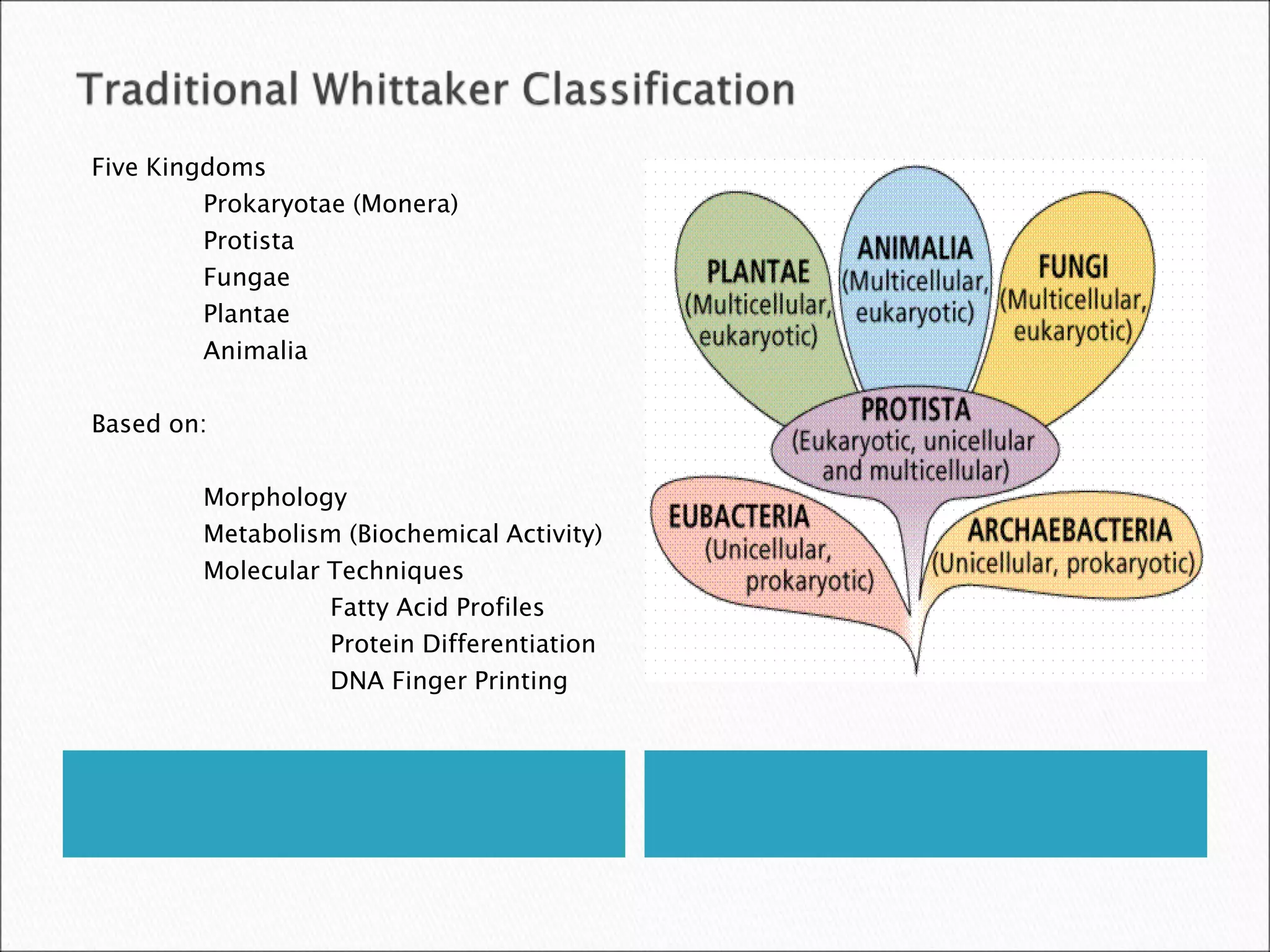 Five Kingdoms
Prokaryotae (Monera)
Protista
Fungae
Plantae
Animalia
Based on:
Morphology
Metabolism (Biochemical Activity)
Molecular Techniques
Fatty Acid Profiles
Protein Differentiation
DNA Finger Printing
 