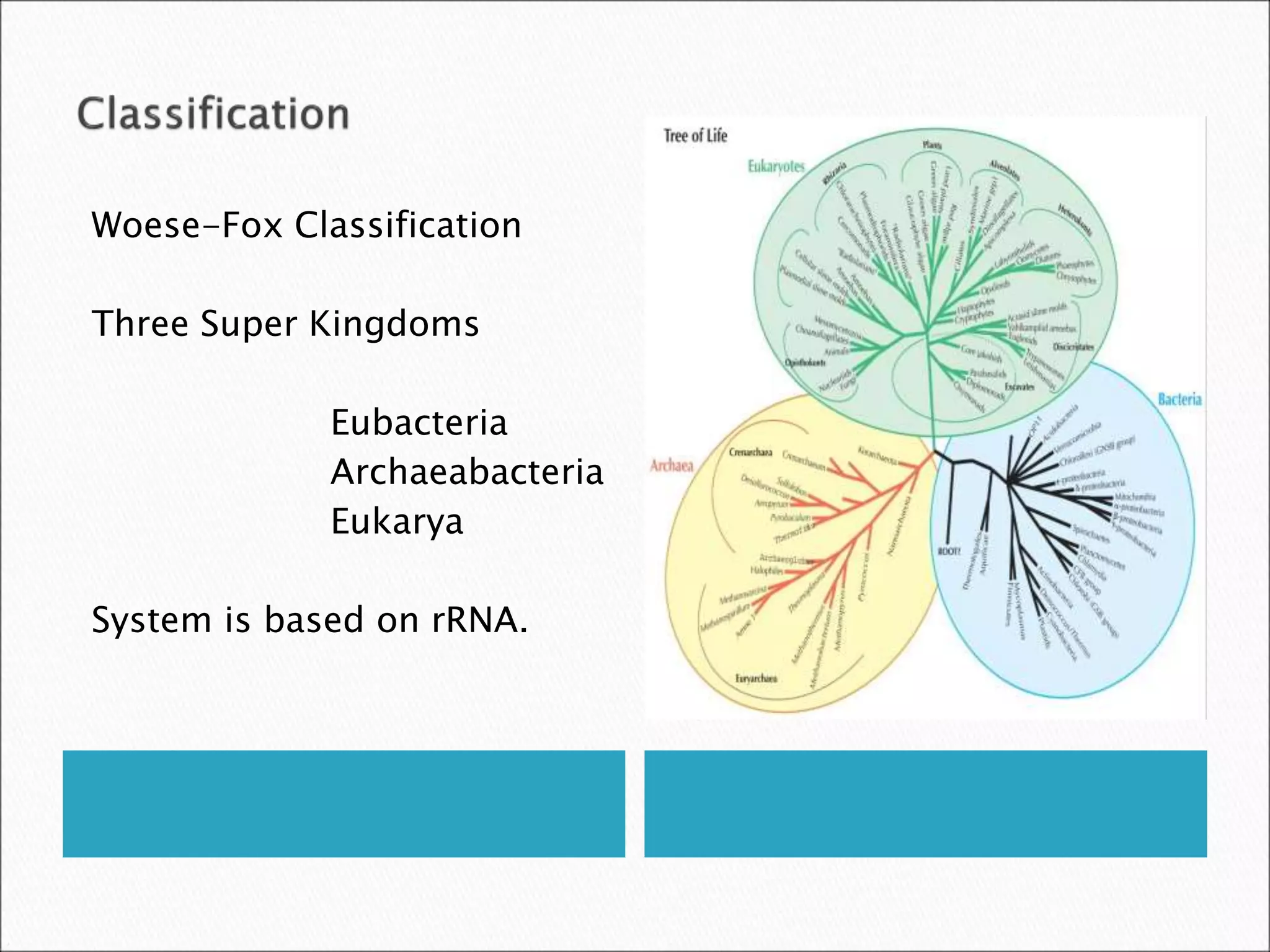 Woese-Fox Classification
Three Super Kingdoms
Eubacteria
Archaeabacteria
Eukarya
System is based on rRNA.
 