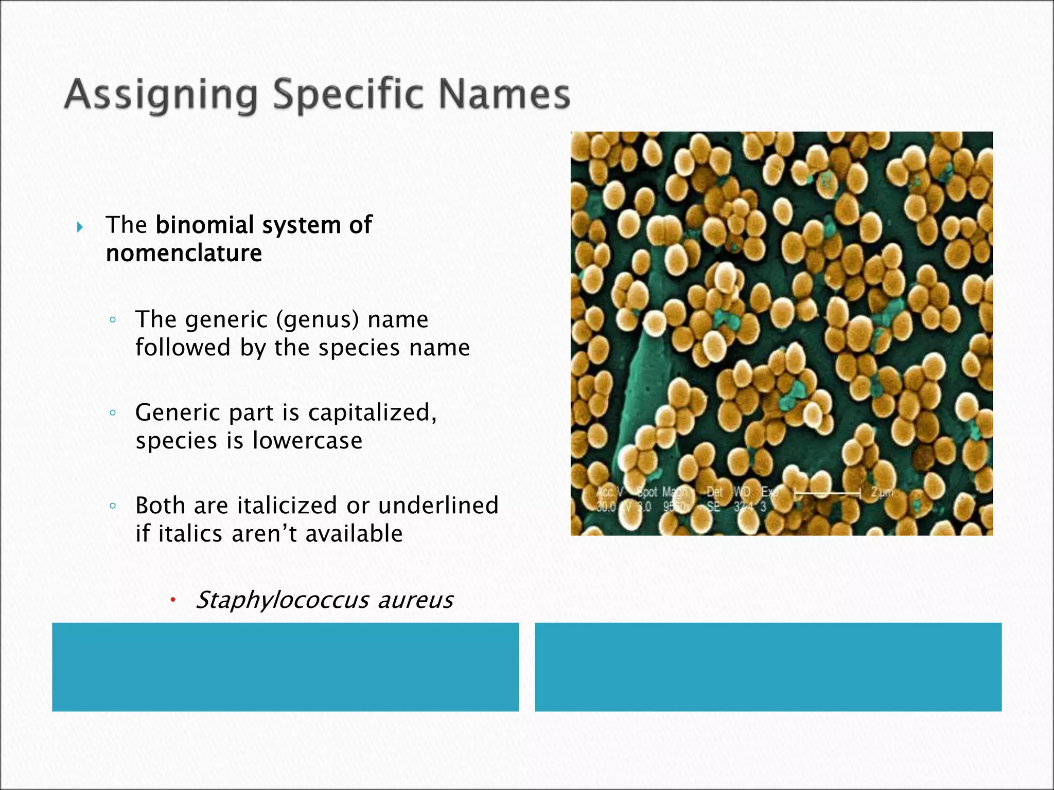  The binomial system of
nomenclature
◦ The generic (genus) name
followed by the species name
◦ Generic part is capitalized,
species is lowercase
◦ Both are italicized or underlined
if italics aren’t available
 Staphylococcus aureus
 