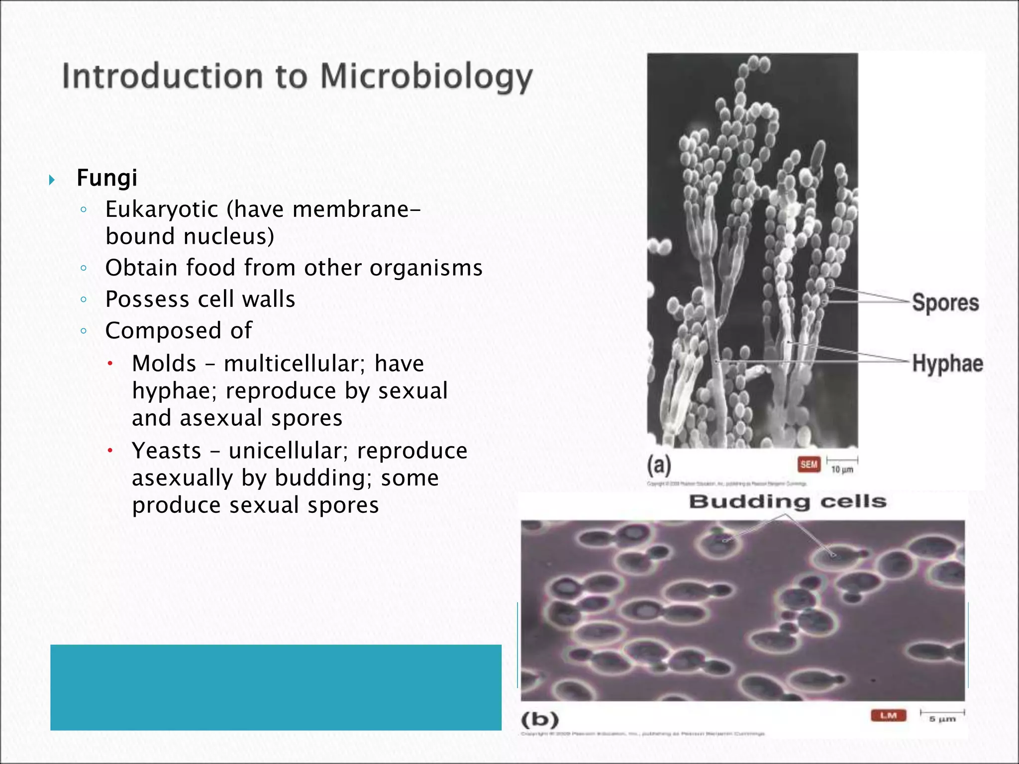  Fungi
◦ Eukaryotic (have membrane-
bound nucleus)
◦ Obtain food from other organisms
◦ Possess cell walls
◦ Composed of
 Molds – multicellular; have
hyphae; reproduce by sexual
and asexual spores
 Yeasts – unicellular; reproduce
asexually by budding; some
produce sexual spores
 