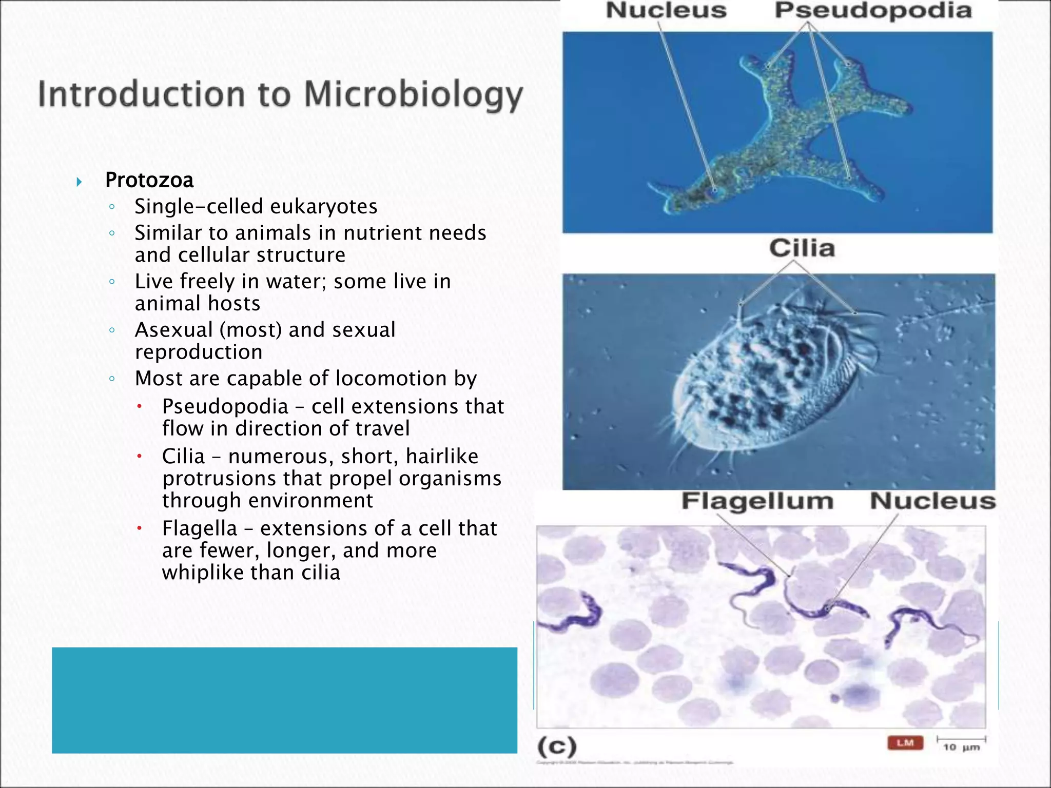  Protozoa
◦ Single-celled eukaryotes
◦ Similar to animals in nutrient needs
and cellular structure
◦ Live freely in water; some live in
animal hosts
◦ Asexual (most) and sexual
reproduction
◦ Most are capable of locomotion by
 Pseudopodia – cell extensions that
flow in direction of travel
 Cilia – numerous, short, hairlike
protrusions that propel organisms
through environment
 Flagella – extensions of a cell that
are fewer, longer, and more
whiplike than cilia
 