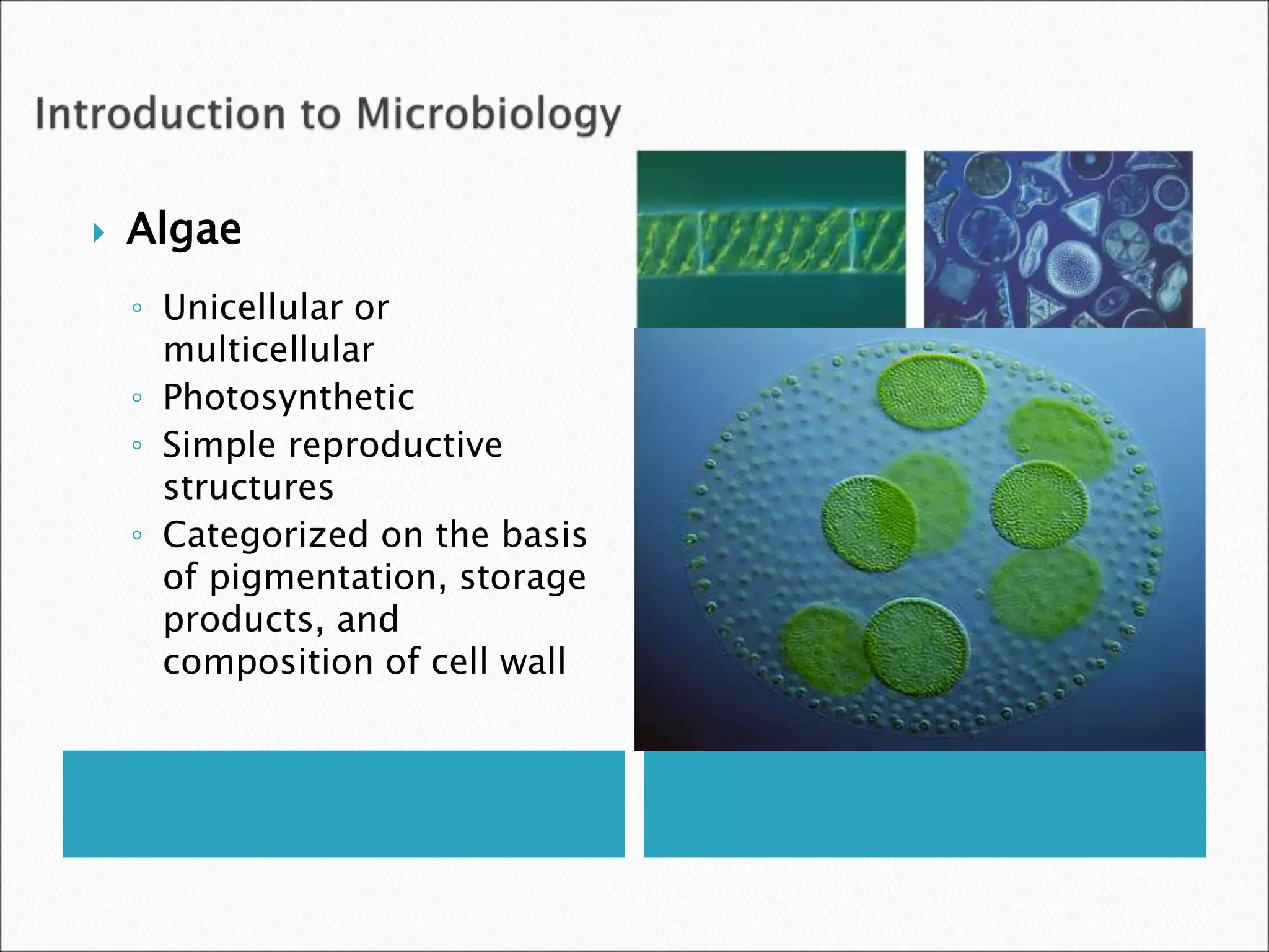  Algae
◦ Unicellular or
multicellular
◦ Photosynthetic
◦ Simple reproductive
structures
◦ Categorized on the basis
of pigmentation, storage
products, and
composition of cell wall
 