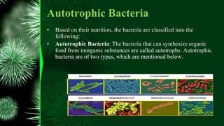 Autotrophic Bacteria
• Based on their nutrition, the bacteria are classified into the
following:
• Autotrophic Bacteria: The bacteria that can synthesize organic
food from inorganic substances are called autotrophs. Autotrophic
bacteria are of two types, which are mentioned below.
 
