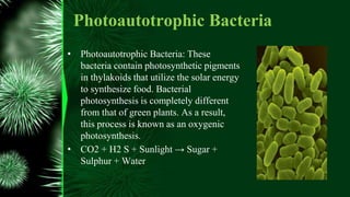 Photoautotrophic Bacteria
• Photoautotrophic Bacteria: These
bacteria contain photosynthetic pigments
in thylakoids that utilize the solar energy
to synthesize food. Bacterial
photosynthesis is completely different
from that of green plants. As a result,
this process is known as an oxygenic
photosynthesis.
• CO2 + H2 S + Sunlight → Sugar +
Sulphur + Water
 