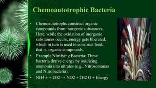 Chemoautotrophic Bacteria
• Chemoautotrophs construct organic
compounds from inorganic substances.
Here, while the oxidation of inorganic
substances occurs, energy gets liberated,
which in turn is used to construct food,
that is, organic compounds.
• Example Nitrifying Bacteria: These
bacteria derive energy by oxidizing
ammonia into nitrates (e.g., Nitrosomonas
and Nitrobacteria).
• NH4 + + 2O2 → NO2 + 2H2 O + Energy
 