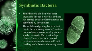 Symbiotic Bacteria
• Some bacteria can live with other
organisms in such a way that both are
not harmed by each other but rather are
benefitted by one another.
• The cellulose-digesting bacteria that
live in the alimentary canal of ruminant
mammals such as cows and goats are
another example. The relationship
observed here is the same mutual
relationship as can be seen in E. coli
residing in the human alimentary canal
 