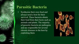 Parasitic Bacteria
• Synthesize their own food and
always need a host for their
survival. These bacteria obtain
their food from their hosts such as
animals and plants. The majority
of parasitic bacteria are pathogens
and are responsible for several
chronic diseases in the host by
exploiting them
 