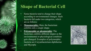 Shape of Bacterial Cell
• Some bacteria tend to change their shape
according to environmental changes. Such
bacteria fall under two categories, which
are as follows:
• Monomorphic: Here, the bacterium
exhibits only a single shape.
• Polymorphic or pleomorphic: The
bacterium exhibits different shapes as the
environmental or physiological condition
gets changed. Examples of polymorphic
bacteria are Corynebacterium diphtheriae
and Mycopla
 