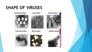 SHAPE OF VIRUSES
 