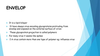 ENVELOP
 It is a lipid bilayer
 It have always virus encoding glycoproteins protruding from
envelop and exposed on the external surface of virion
 These glycoprotein projection is called polymers
 For many virus it seems like spikes
 A virus contain more than one type of polymer eg: influenza virus
 