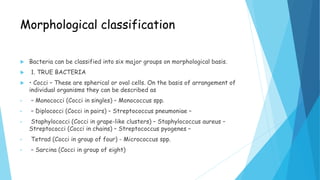 Morphological classification
 Bacteria can be classified into six major groups on morphological basis.
 1. TRUE BACTERIA
 • Cocci – These are spherical or oval cells. On the basis of arrangement of
individual organisms they can be described as
• – Monococci (Cocci in singles) – Monococcus spp.
• – Diplococci (Cocci in pairs) – Streptococcus pneumoniae –
• Staphylococci (Cocci in grape-like clusters) – Staphylococcus aureus –
Streptococci (Cocci in chains) – Streptococcus pyogenes –
• Tetrad (Cocci in group of four) - Micrococcus spp.
• – Sarcina (Cocci in group of eight)
 