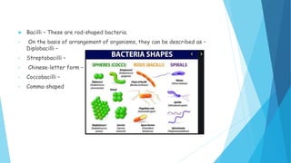  Bacilli – These are rod-shaped bacteria.
• On the basis of arrangement of organisms, they can be described as –
Diplobacilli –
• Streptobacilli –
• Chinese-letter form –
• Coccobacilli –
• Comma-shaped
 