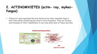 2. ACTINOMYCETES (actin- ray, mykes-
fungus)
 These are rigid organisms like true bacteria but they resemble fungi in
that they exhibit branching and tend to form filaments. They are termed
such because of their resemblance to sun rays when seen in tissue sections.
 