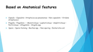 Based on Anatomical features
 Capsule – Capsulate– Streptococcus pneumoniae – Non-capsulate – Viridans
streptococci
 Flagella – Flagellate – • Monotrichous • Lophotrichous • Amphitrichous •
Peritrichous – Aflagellate – Shigella spp.
 Spore – Spore-forming – Bacillus spp. – Non-sporing – Escherichia coli
 