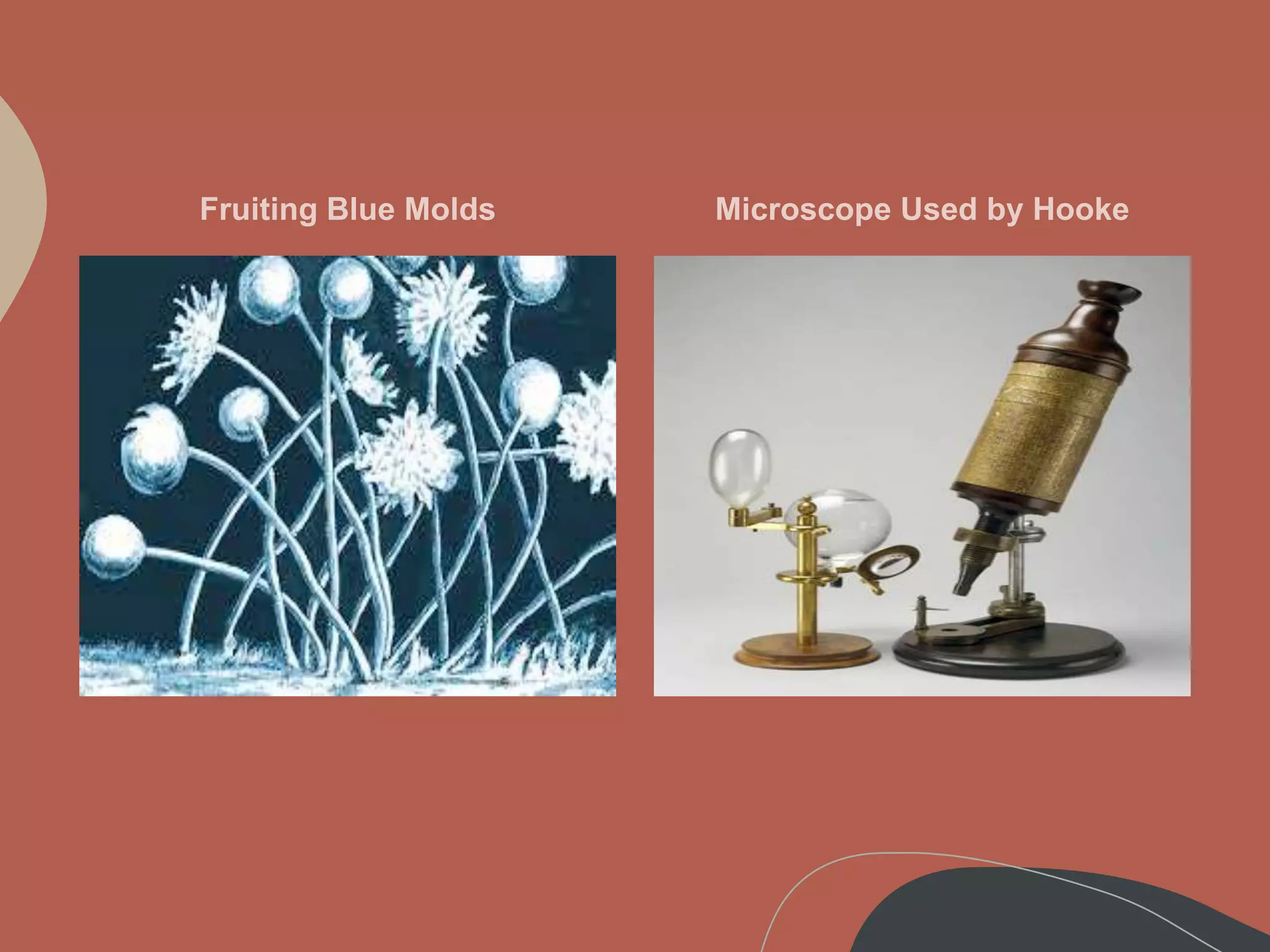 Introduction to Microbiology revised.ppt